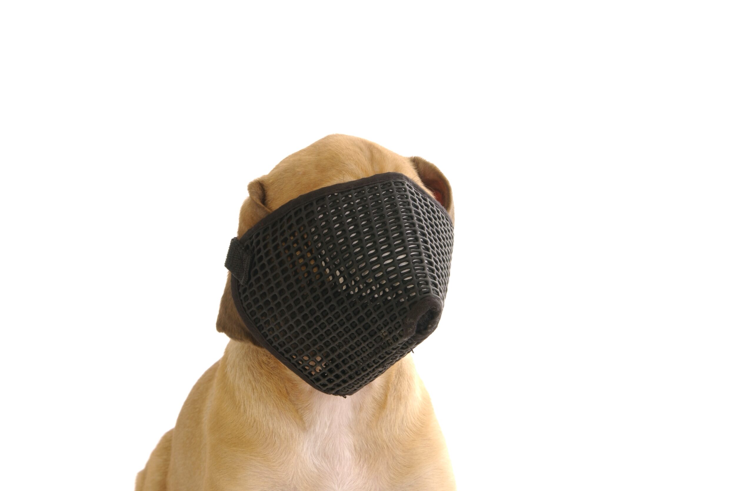 Short nose dog store muzzle