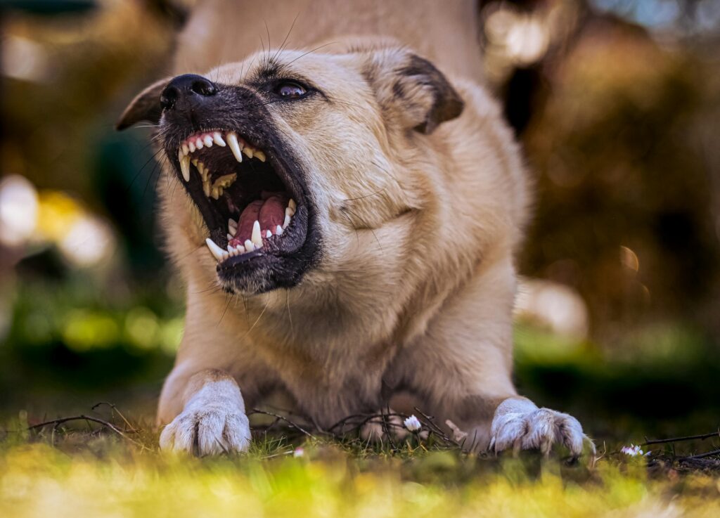 How to handle aggressive dogs during fitness sessions